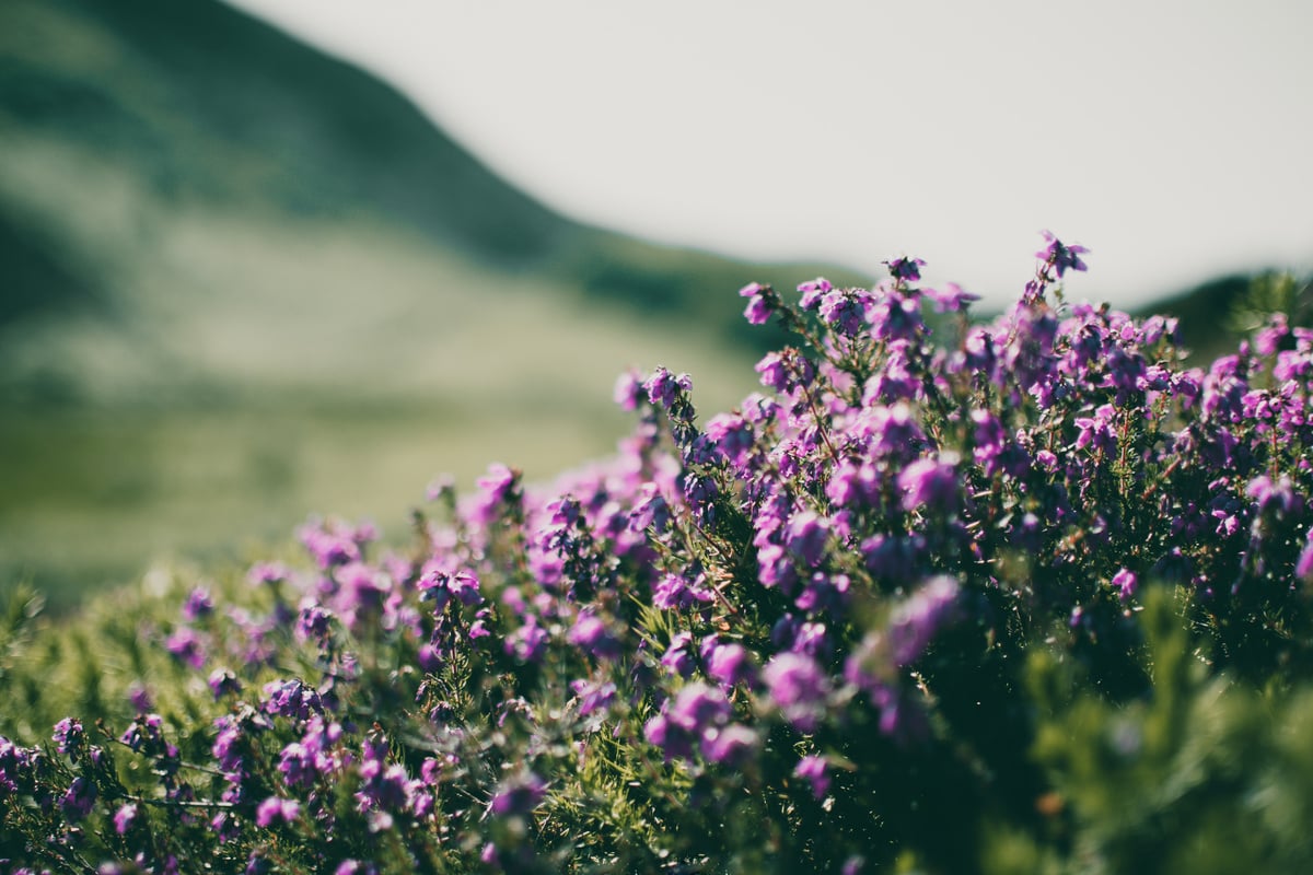 Purple Flowers