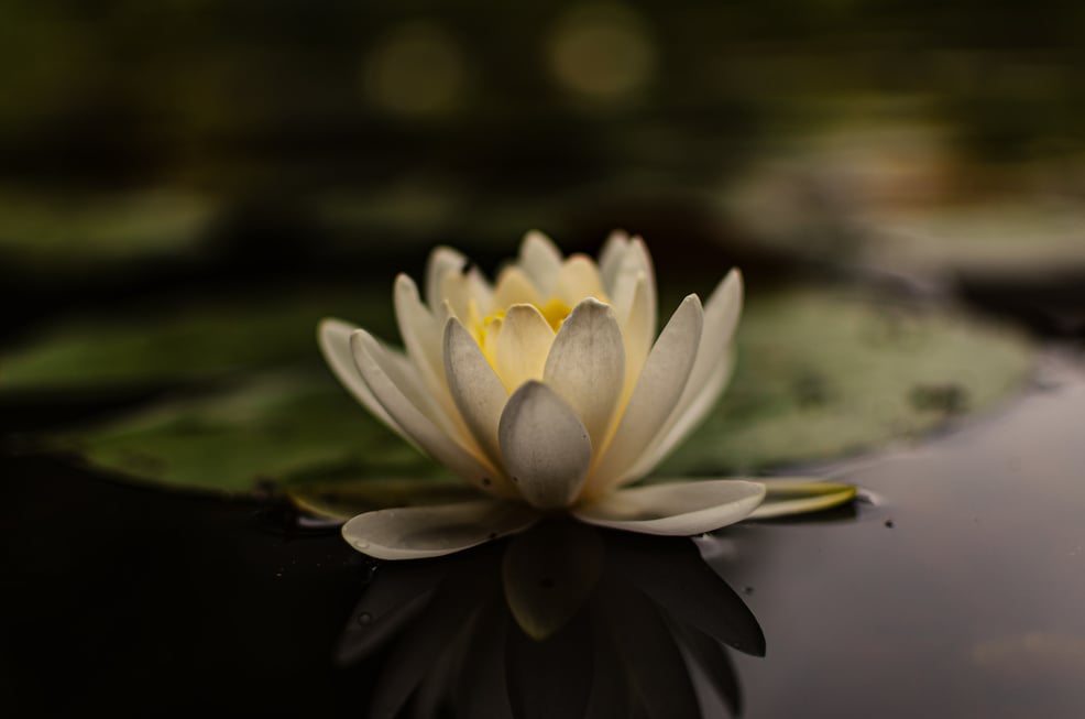 White Lotus Flower in Bloom