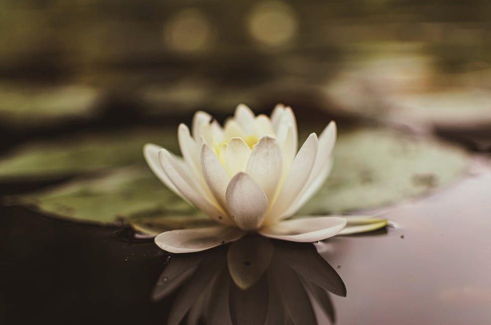 White Lotus Flower in Bloom